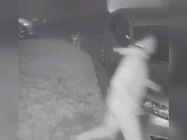 Coyote & car thief [ABC7/screenshot]