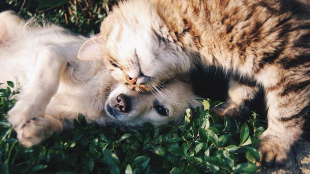 Orange tabby cat beside fawn short-coated puppy [Pexels]