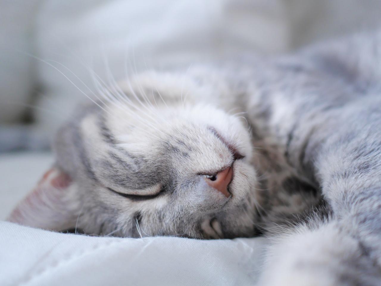 Camera Shows Cat Sleeping On Human's Face Overnight Bad Behavior