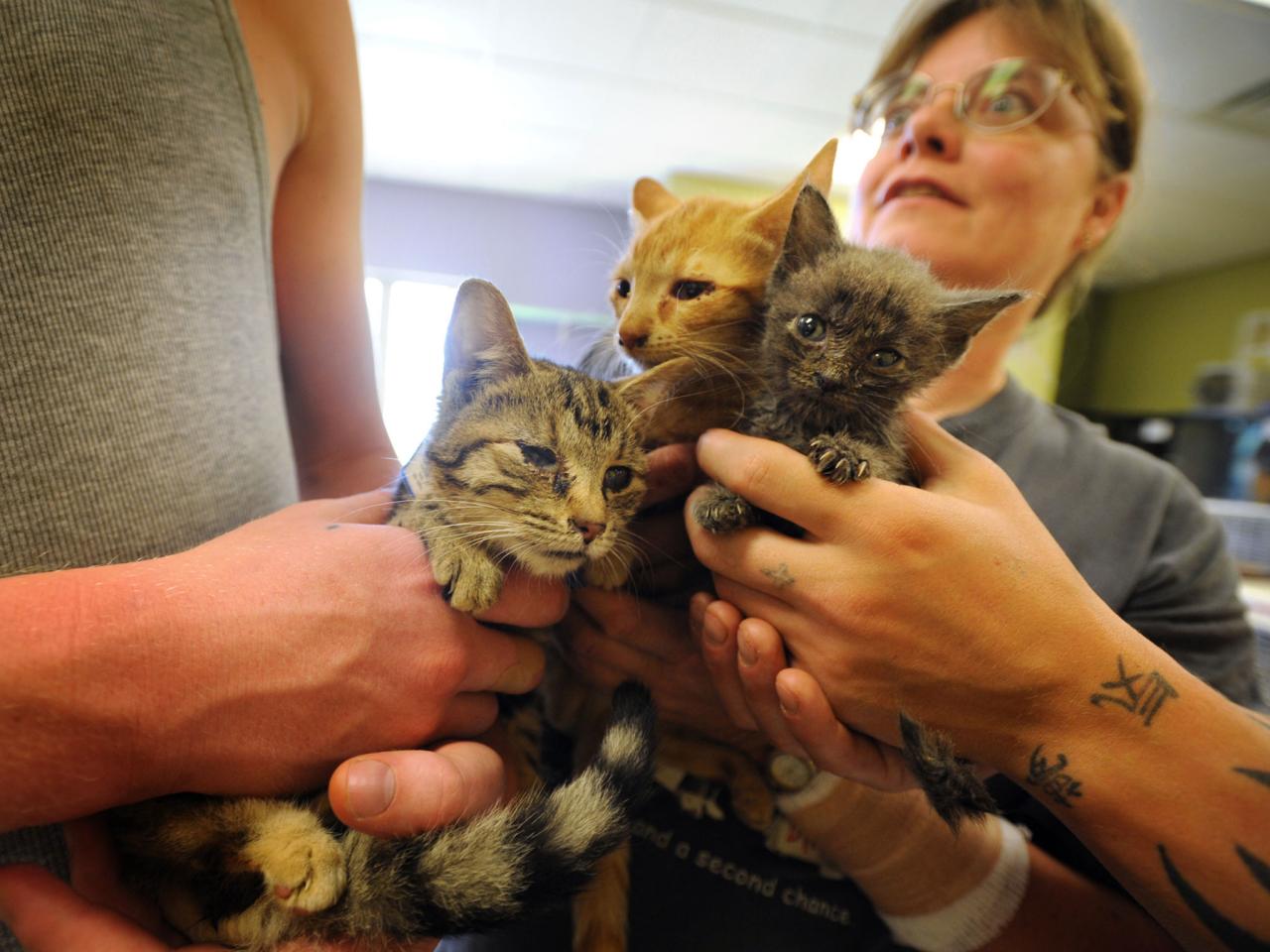 Wisconsin Pet Lovers Save Hundreds Of Animals During COVID19 Crisis