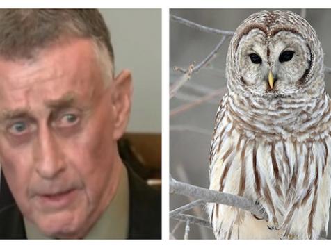 Did An Owl Commit The Michael Peterson 'Staircase Murder'?