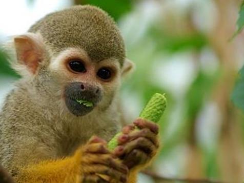 Drunk Man Broke Into Zoo, Was Beaten Up By The Squirrel Monkeys He Tried To Steal
