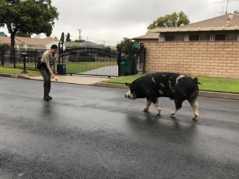 Massive Runaway Pig Lured Back Home With Poppin’ Jalapeños Doritos