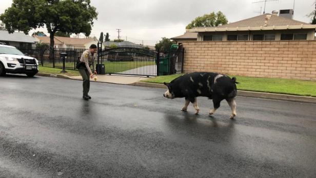 Officer luring pig with Doritos [San Bernadino County Sheriff's Department]