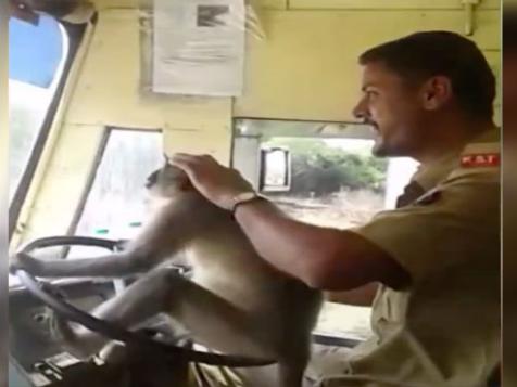 Bus Driver Suspended For Letting Monkey Steer Bus Full Of Passengers