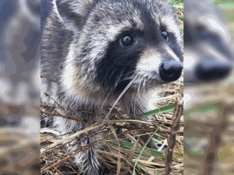 West Virginia Cops Forced To Take Drunk & 'Really Out Of It' Raccoons Into Custody