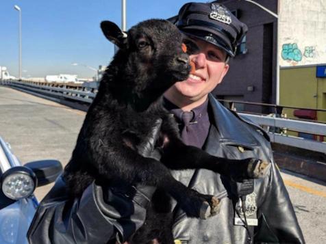 A Baaad Commute: Police Officer Rescues Baby Sheep From New York Freeway