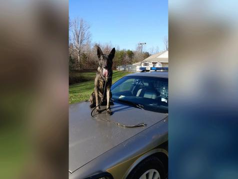 'Job Well Done!' Hero Dog Rescues Missing Kids, Gets Ice Cream Reward