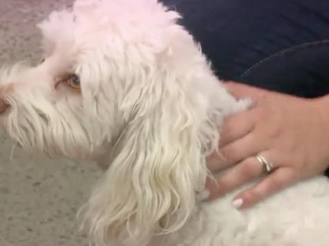 ‘The Mailman Pepper Sprayed My Poodle’: California Dad Caught Letter Carrier On Camera