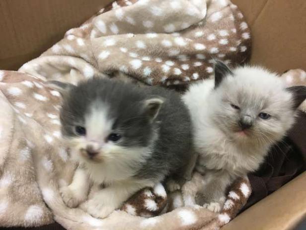 Two rescued kittens [Arlington Police Department]