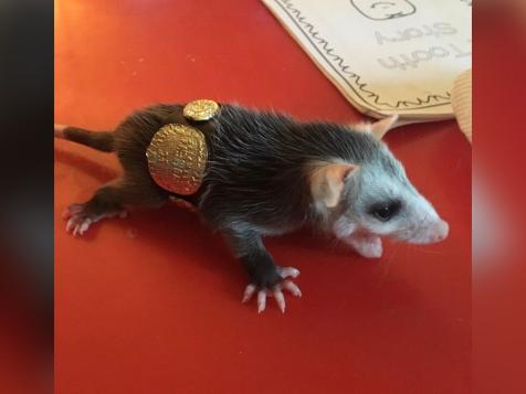 Quincy Police Department Awards Championship Belt To 'Stone Cold Steve Opossum'