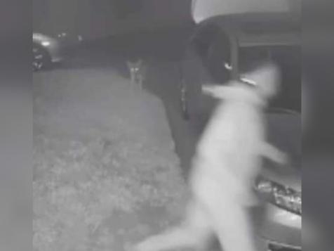 Caught on Video: Coyote Scares Off Would-Be Car Thief Outside California Home