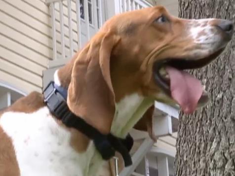 Good Boy! Rescue Dog Is Hero After Saving 3 Little Girls From Possible Abduction