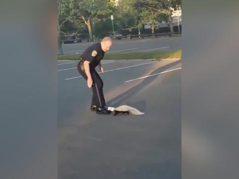 Helpful Massachusetts Cop Comes To Skunk's Rescue, Gets A ‘Stinky’ Reward