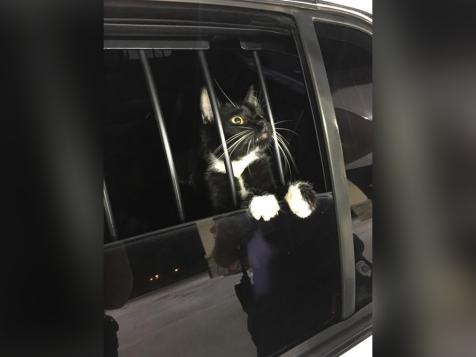 Suspected Cat Burglar Turns Out To Be An Actual Cat, Cops Say