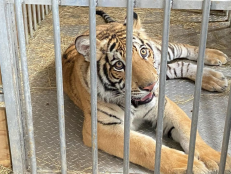 Nine-month-old Bengal tiger called "India" is seen in a cage after being captured by authorities in Houston, Texas [via Cleveland Amory Black Beauty Ranch Facebook page]
