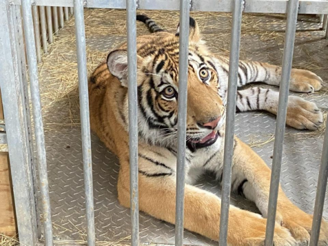 Texas Murder Suspect’s Tiger Taken Into Custody After Disappearing For Nearly One Week